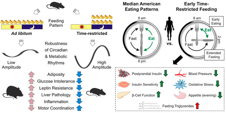 Results from the mice and human time restricted eating trials